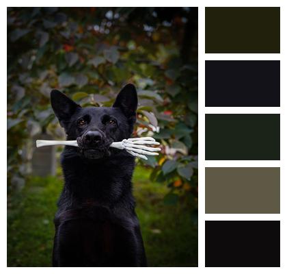 Backyard Halloween German Shepherd Image